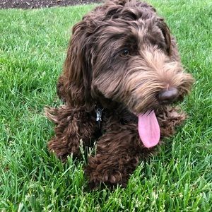 Meet your Posher, Emma!